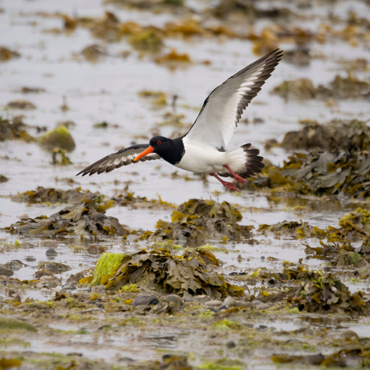 Coastal project protects natur