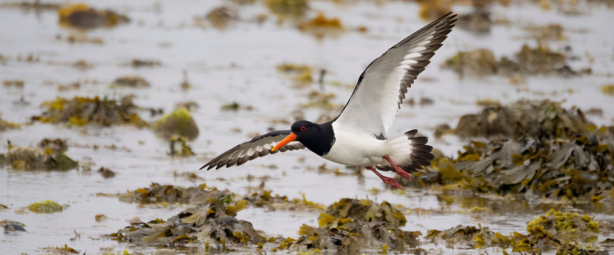 Prosiect arfordirol yn gwarchod natur ac yn creu deunydd pacio ecogyfeillgar