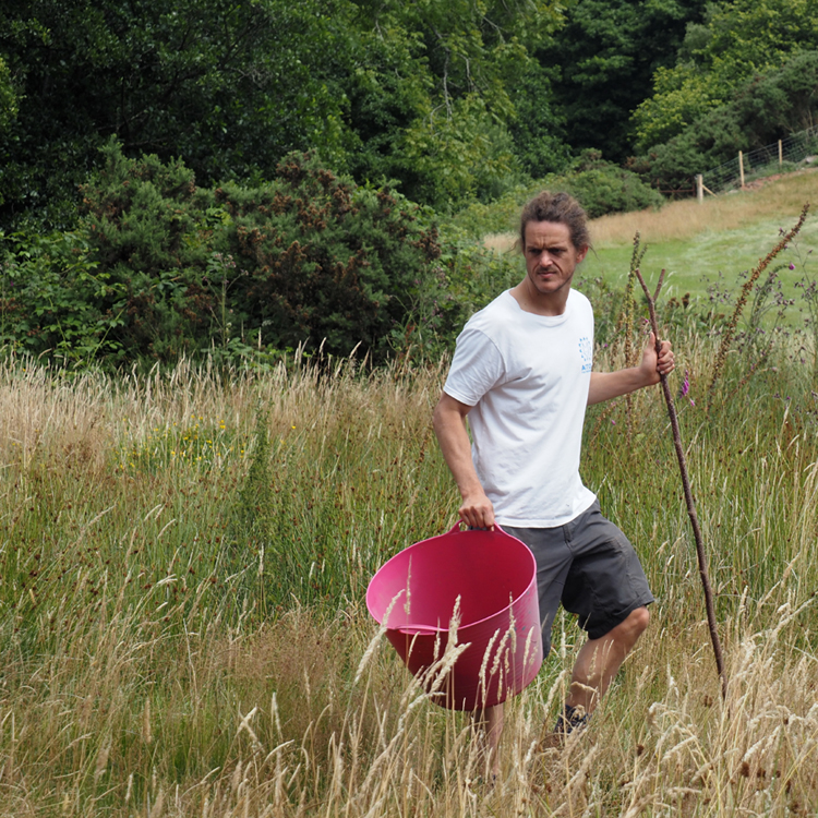 Native seed collection for increased biodiversity