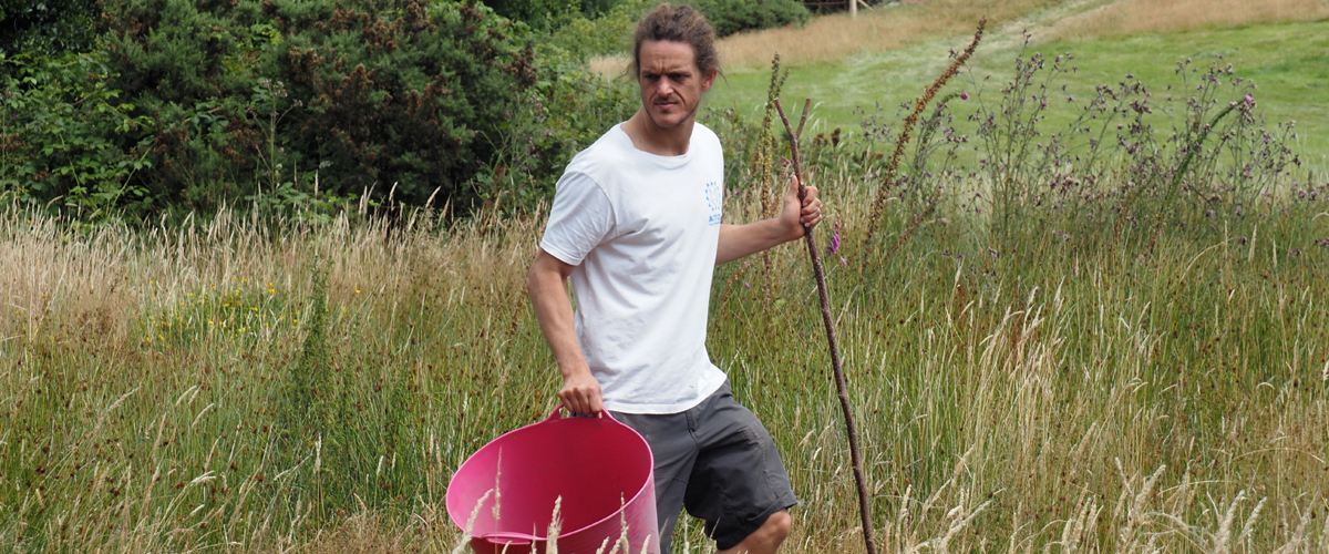 Native seed collection for increased biodiversity