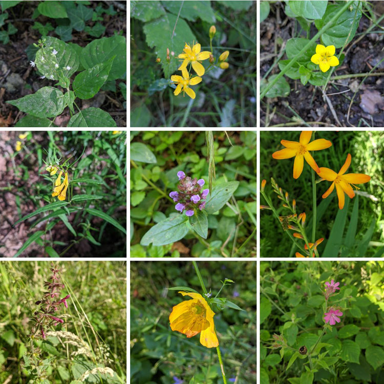 Coed Gors y Gedol Community Woodland Improvement