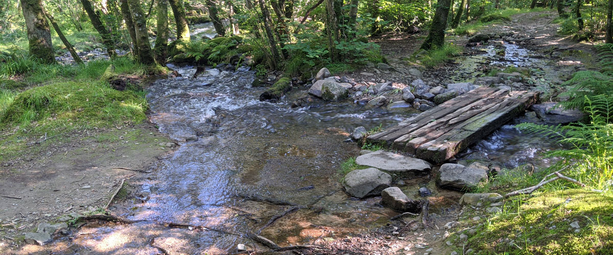 Bydd pont newydd dros y llednant yn cael ei osod i gymryd lle'r hen un sy'n pydru. Bydd hyn yn caniatáu mynediad haws i goetir Cors y Gedol. Survey - O chwith-dde: Llysiau Steffan; Eurinllys; Gwlydd Melyn Mair; Gliniogai Cyffredin; Craith Unnos; Montbretia; Briwlys y Goedwig; Pabi Cymreig; Blodyn Taranau.