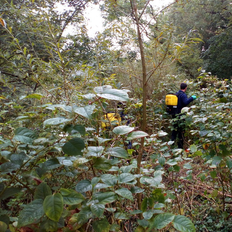 Japanese knotweed