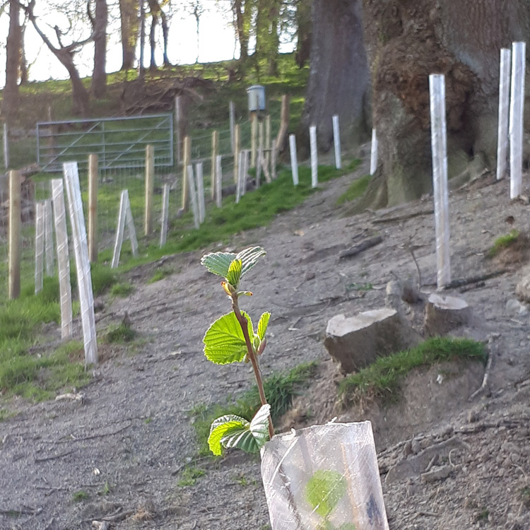 Llanidloes Woodland Creation Project