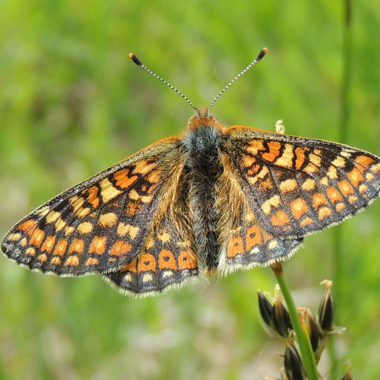 Marsh Fritillary