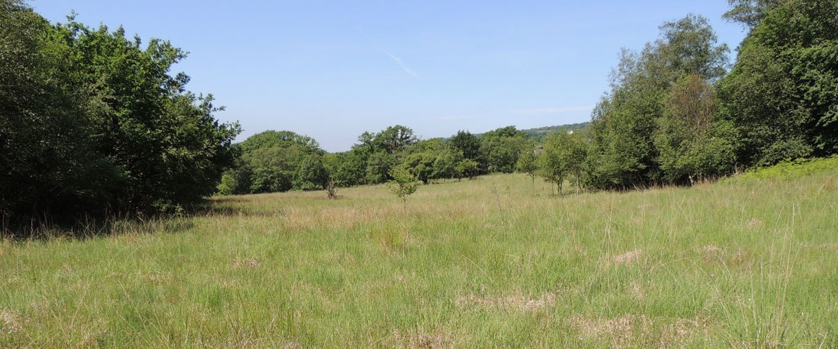 Marshy grassland in the Amman Valley