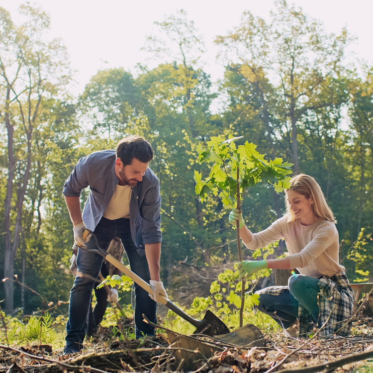 planting trees