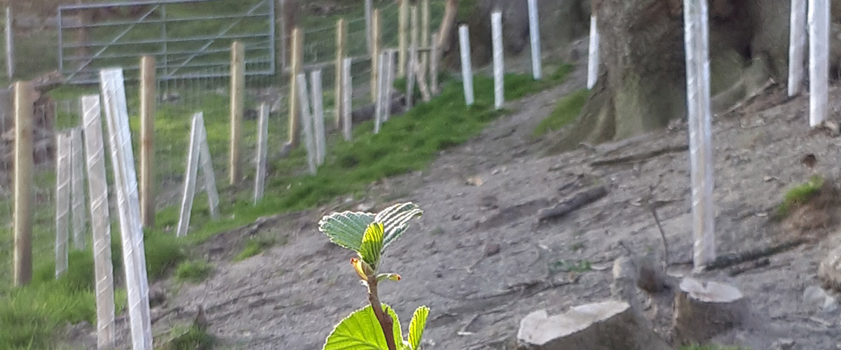 Llanidloes Woodland Creation Project