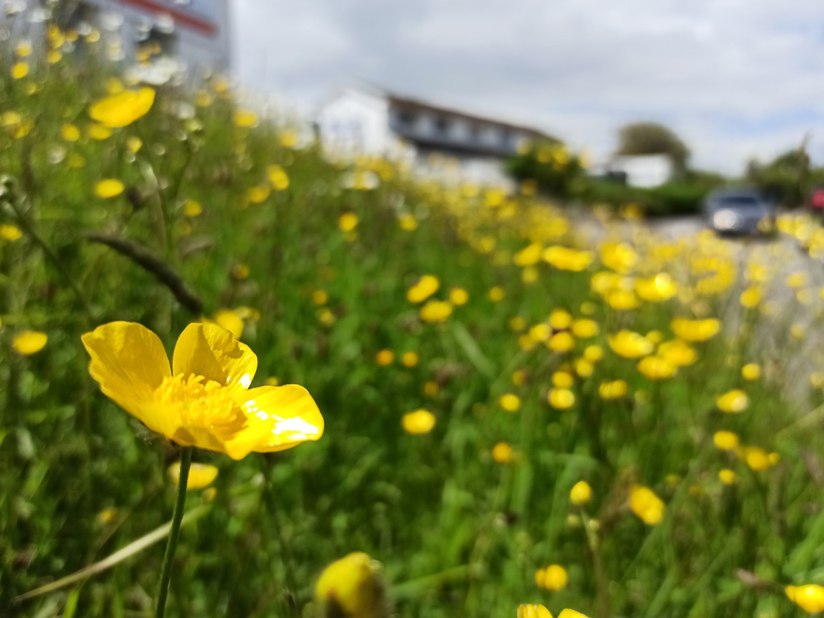 Wildflowers