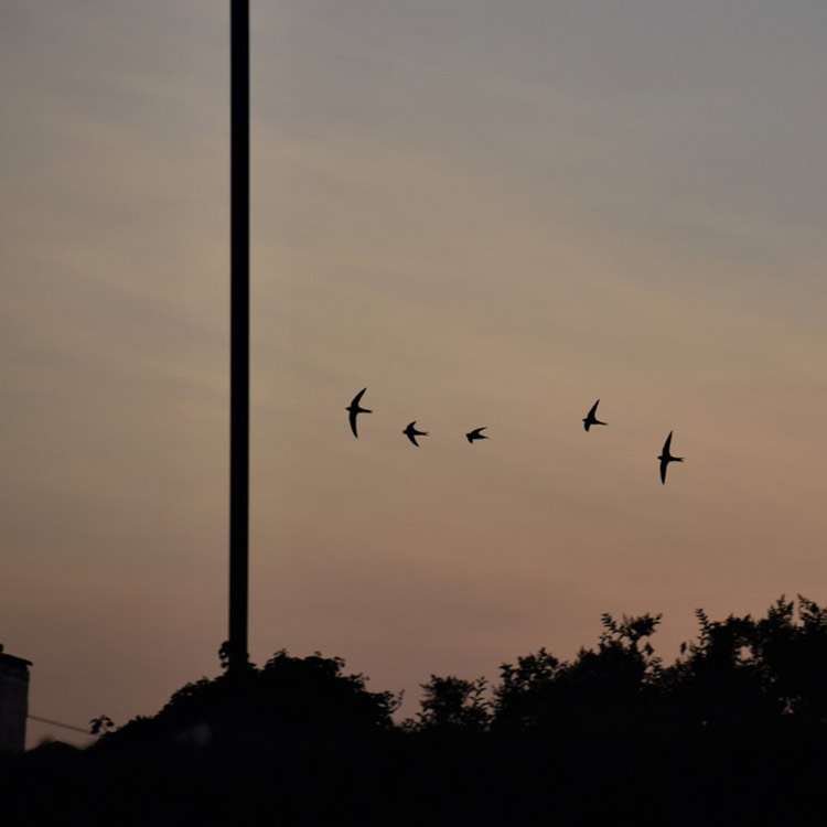 100 new homes for Snowdonia’s endangered birds