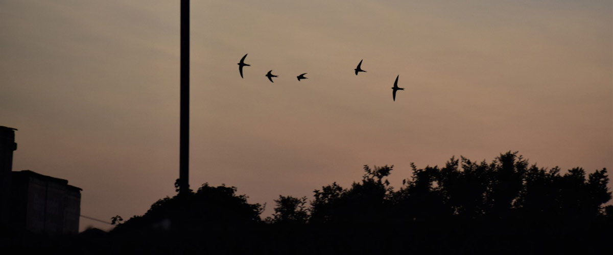 Swifts