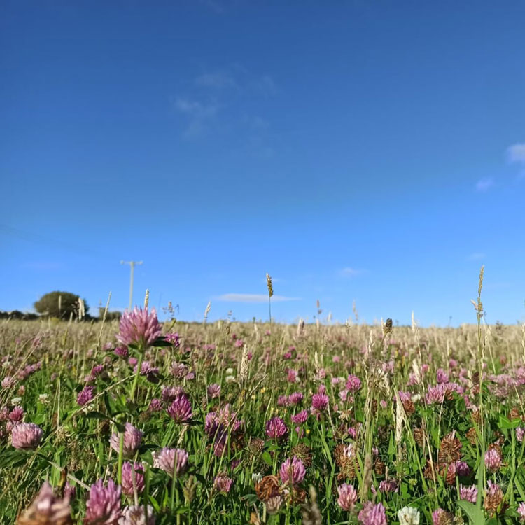 Mae’r tîm Partneriaethau Natur Lleol Cymru yn tyfu! title=