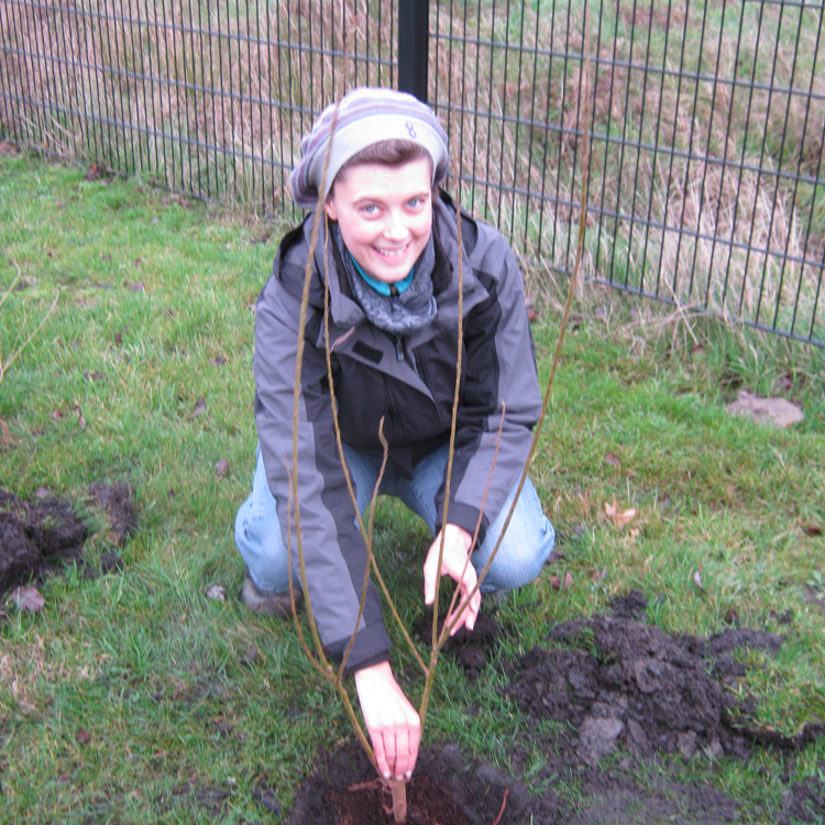 Tree planting